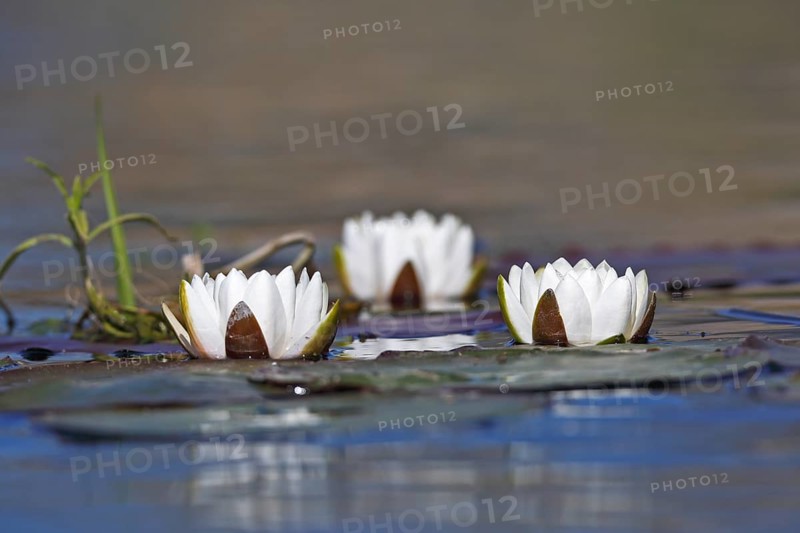 Water lily (Nymphaea alba), three flowers in the water, Peene Valley River Landscape Nature Park, Mecklenburg-Western Pomerania, Germany