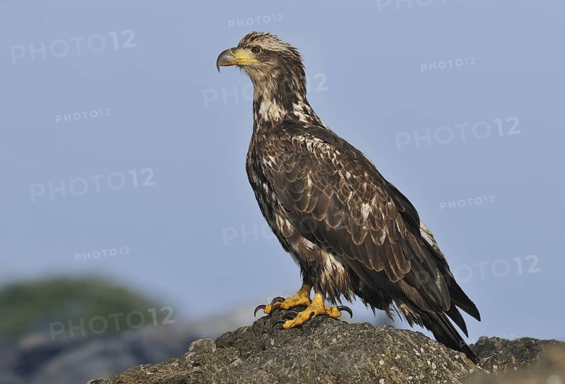 Bald Eagle (Haliaeetus leucocephalus), British Columbia, Canada