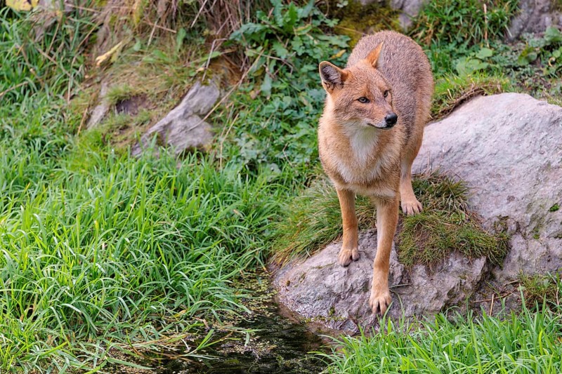A golden jackal (Canis aureus) stands at a small puddle