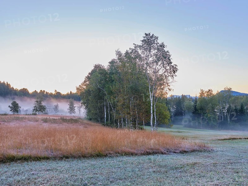 Early morning fog, Eigenried raised bog, Zugerberg, Canton Zug, Switzerland