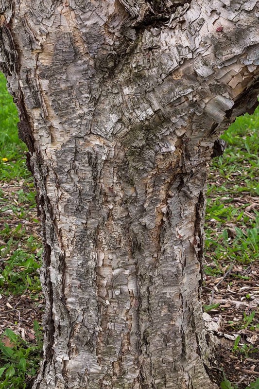 Betula davurica, Birch tree trunk in spring, Quebec, Canada