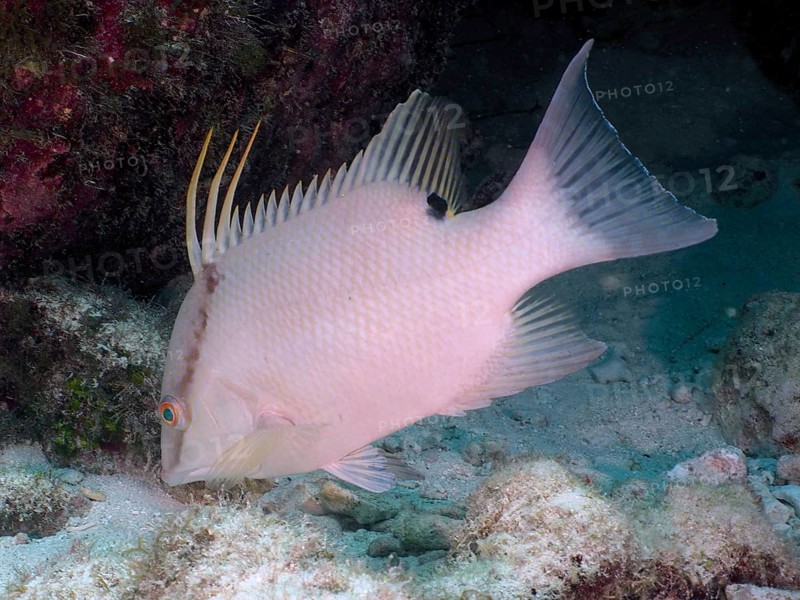 White fish with long dorsal fins, hogfish (Lachnolaimus maximus), searching for food on the sandy seabed. Dive site John Pennekamp Coral Reef State Park, Key Largo, Florida Keys, Florida, USA