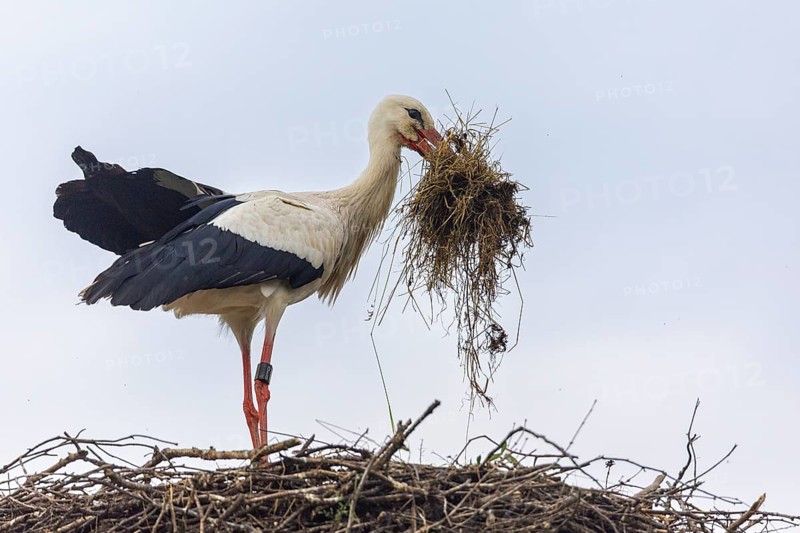White stork (Ciconia ciconia) bringing nesting material to the nest, birds, Affenberg Salem, Linzgau, Baden-Württemberg, Germany