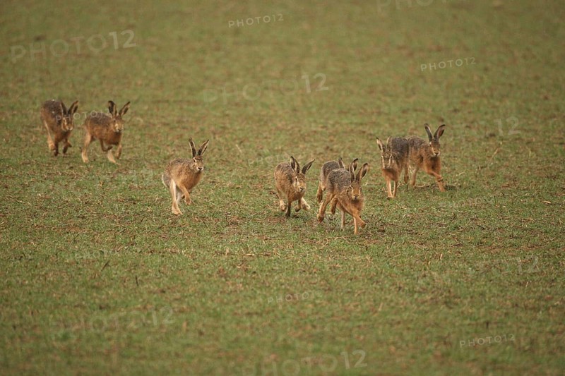 European hare (Lepus europaeus) mating season, seven males chasing a female hare across the field, Lower Austria, Austria, Lower Austria, Austria
