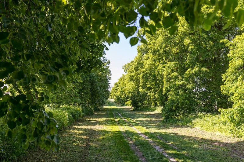 Krim-Linden-Allee to the Bismarck Tower in Lützschena-Stahmeln, Leipzig, Saxony, Germany