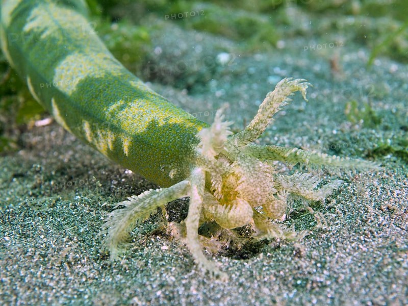 Close-up of the mouth of a Feather mouth sea cucumber (Synapta maculata) in the sandy substrate under water, dive site Secret Bay, Gilimanuk, Bali, Indonesia