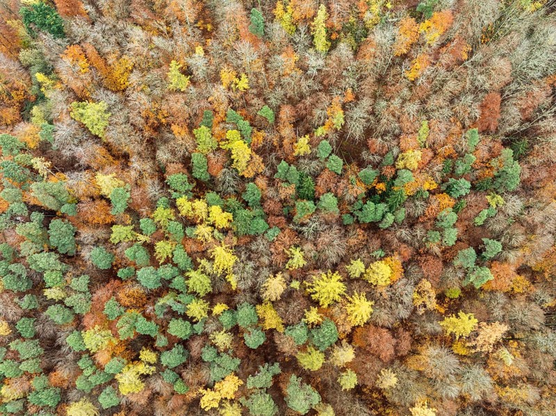 Aerial view, Top down view of a colourful autumn forest, Mixed forest, in autumn, Full size, Baden-Württemberg, Germany