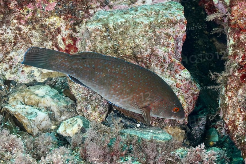 Brown, spotted fish, Ballan wrasse (Labrus bergylta), near rocks in the reef in the Mediterranean near Hyères. Dive site L'anse aux blés, Giens peninsula, Provence Alpes Côte d'Azur, France