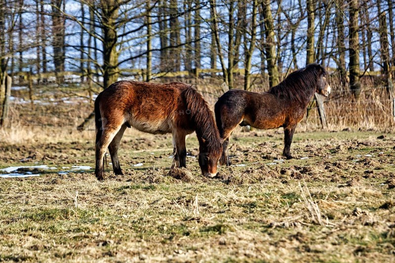 Two Exmoor ponies on winter pasture, Hutewald forest in the Solling-Vogler nature park Park, Bodenfelde, Lower Saxony, Germany