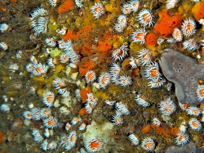 Colourful spiegeleianemone (Actinothoe sphyrodeta) and sea sponges cover a rock in the ocean. Dive site Maharees Islands, Castlegregory, Co. Kerry, Irish Sea, North Atlantic, Ireland