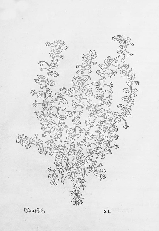 Field speedwell (Veronica agrestis), woodcut by Leonhart Fuchs, from New Kreüterbuch, neues Kräuterbuch, Michael Isingrin, Basel, Switzerland, 1543