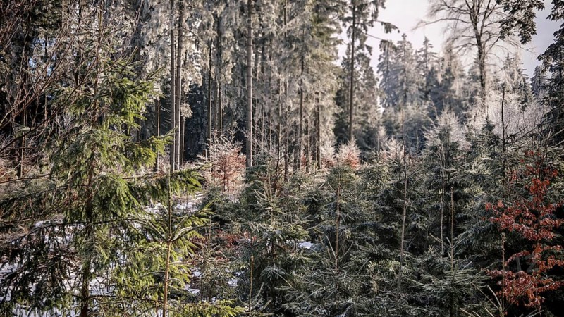 Winter forest view with snow-covered trees and quiet atmosphere, winter hiking on the Rennsteig, Thuringian Forest nature park Park