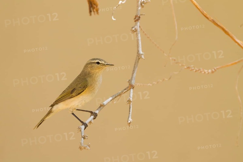 Common Chiffchaff - Zilpzalp - Phylloscopus collybita ssp. collybita, Oman