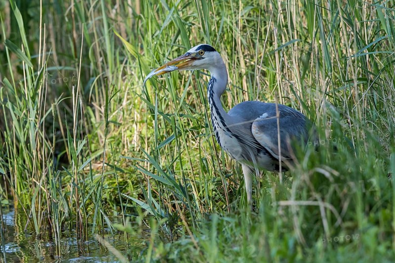 Grey Heron (Ardea cinerea) eating Common bleak (Alburnus alburnus), Mecklenburg-Western Pomerania, Germany