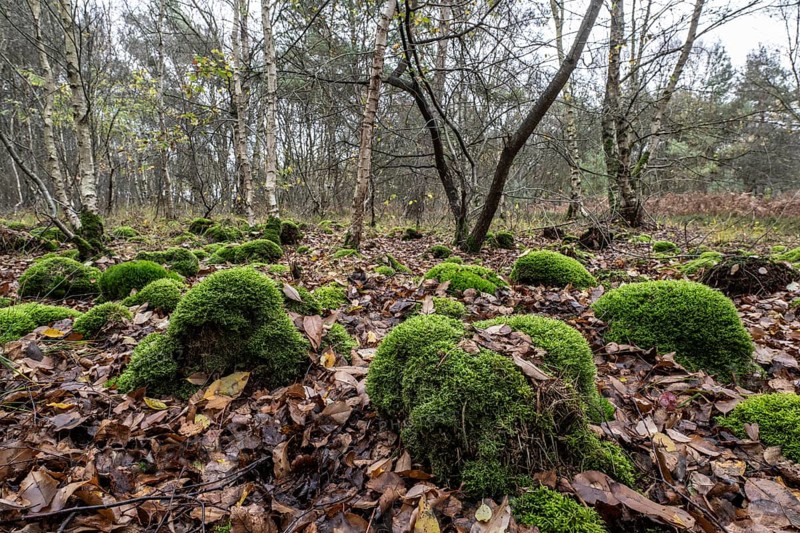 Mound of marsh peat moss (Sphagnum palustre) in a birch quarry, Emsland, Lower Saxony, Germany