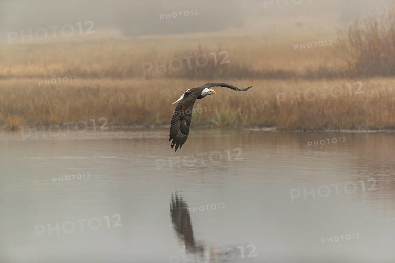 One Bald Eagle, Haliaeetus leucocephalus, flying over a small pond with reed gras on a foggy cold autumn day