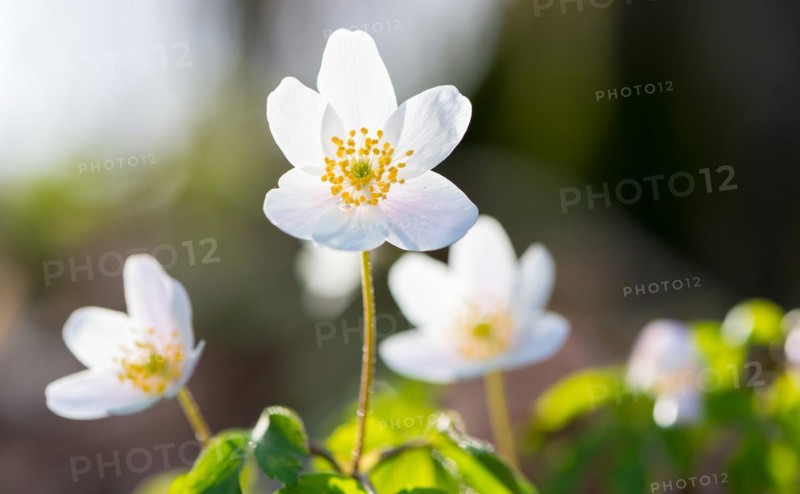 Wood anemone (Anemonoides nemorosa) (Syn.: Anemone nemorosa) blooming white in the forest, green leaves, blurred background, spring flowers, sunlight, backlit, close-up, macro shot, mixed forest, Lüneburg Heath, Lower Saxony, Germany