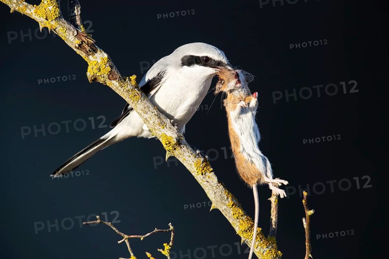 Great Grey Shrike (Lanius excubitor) consuming a mouse impaled in a thorn bush, Germany