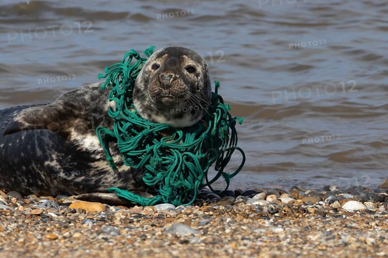 Grey seal (Halichoerus grypus) adult animal on a beach with a piece of netting around its neck, England, United Kingdom
