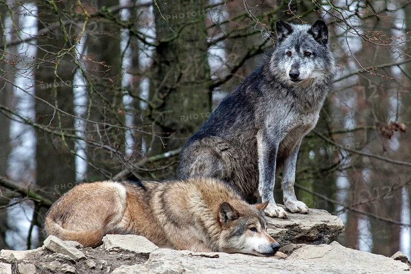 Two gray wolves (Canis lupus), captive, Bad Mergentheim Wildlife Park, Baden-Württemberg, Germany