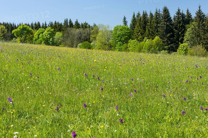 Colourful flowers in the Klengel meadow on the Geisingberg, mountain meadows in the Eastern Ore Mountains, Altenberg, Saxony, Germany