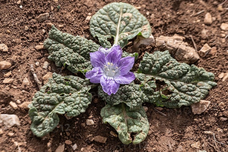 Mandrake root (Mandragora officinarum), Sicily, Italy