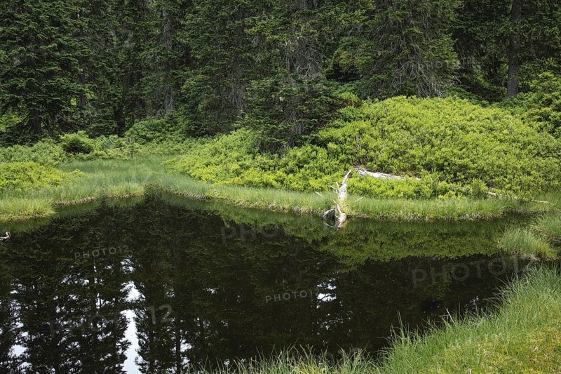 Blackwater pond, Rauris primeval forest, Kolm Saigurn, Pinzgau, Salzburg, Austria