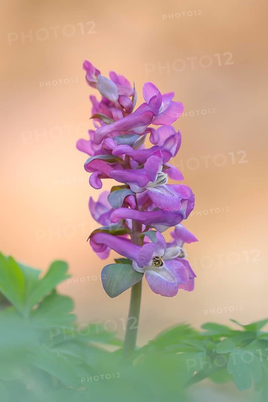 Hollow larkspur (Corydalis cava), flowering, Siegerland, North Rhine-Westphalia, Germany
