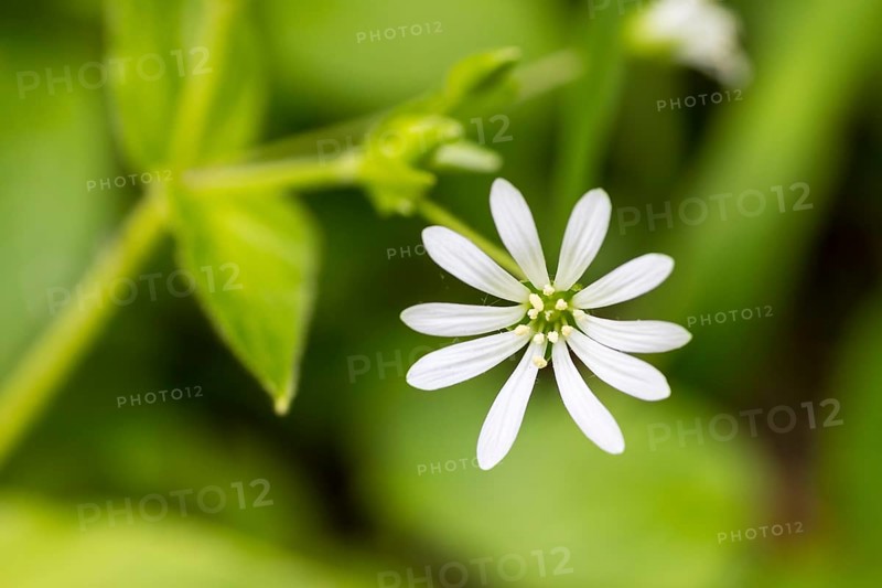 Flower of a chickweed (Stellaria nemorum), Saxony, Germany