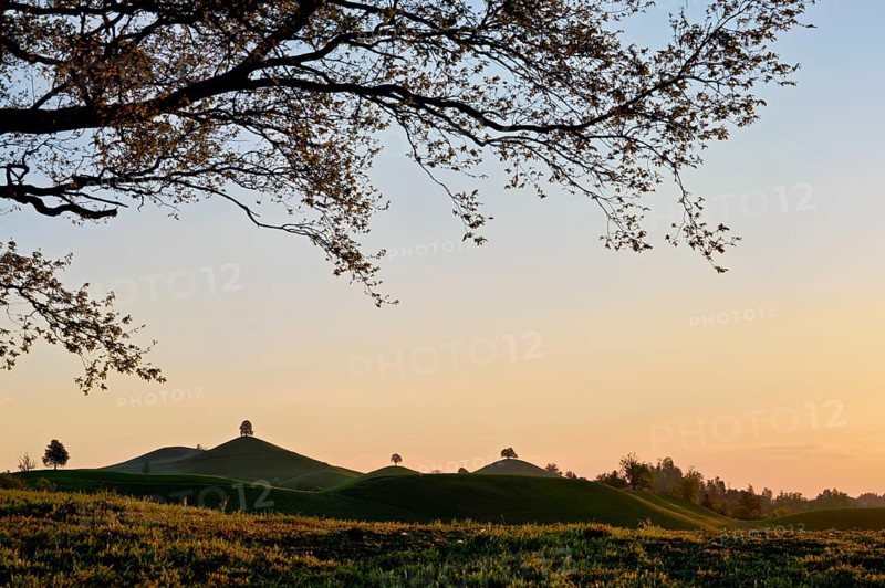 Moraine landscape at sunset, with lime trees (Tilia) on a hill, Hirzel, Canton Zurich, Switzerland