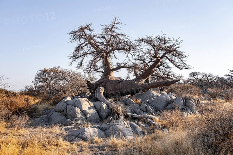 African baobab or baobab tree (Adansonia digitata), arid landscape, Kubu Island (Lekubu), Sowa Pan, Makgadikgadi salt pans, Botswana