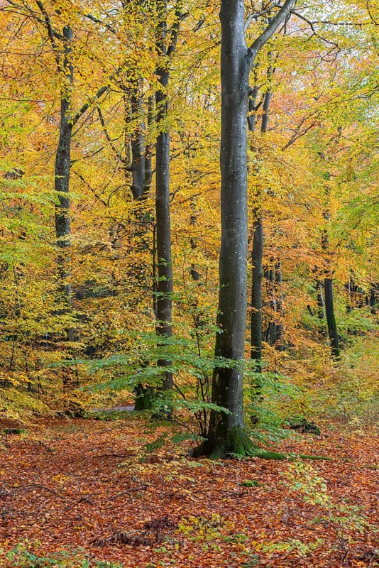 Colorful beech forest in Sankt Olof, Scania, Sweden, Scandinavia