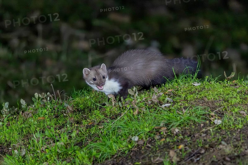 Stone marten (Martes foina), on the ground, at night, Andalusia, Spain