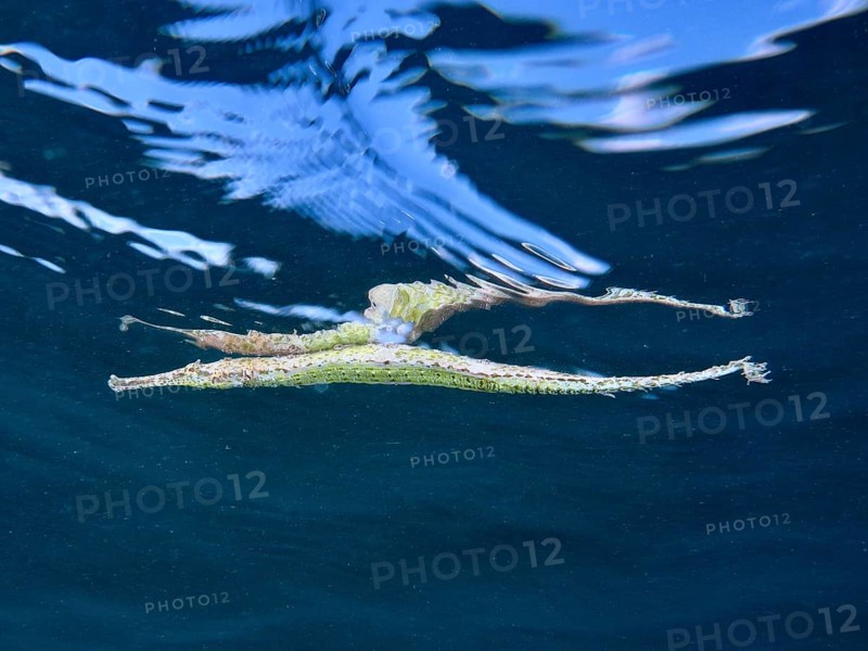 Triangular Alligator pipefish (Alligator pipefish) underwater with wave reflection in blue environment, dive site Secret Bay, Gilimanuk, Bali, Indonesia