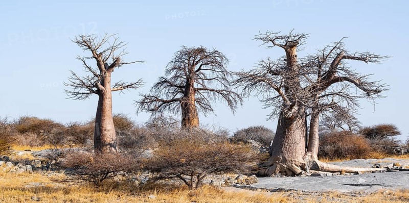 African baobab or baobab tree (Adansonia digitata), arid landscape, Kubu Island (Lekubu), Sowa Pan, Makgadikgadi salt pans, Botswana