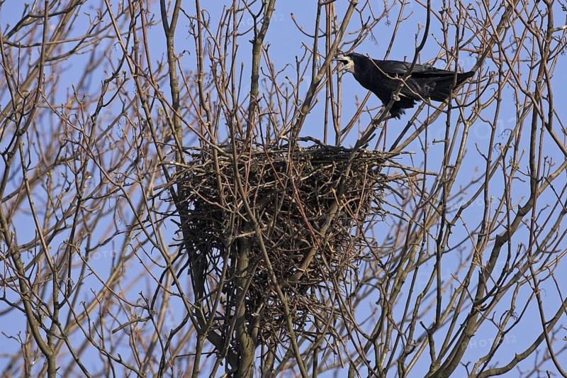 Rook (Corvus frugilegus) nest, Rhineland-Palatinate, Germany