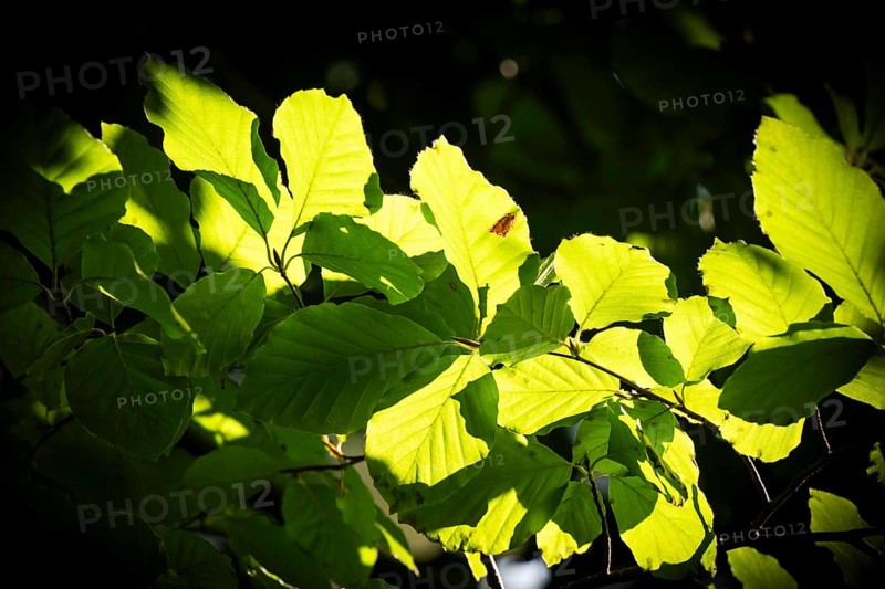 Leaves and branches of a beech tree, sculpture park, Humlebæk, Nivå Bugt, Hovedstaden, Øresund coast, Denmark