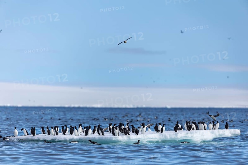 Thick-billed guillemot (Uria lomvia) on an ice floe, sea, water, alcids (Alcidae), Alkefjellet, Spitsbergen, Svalbard
