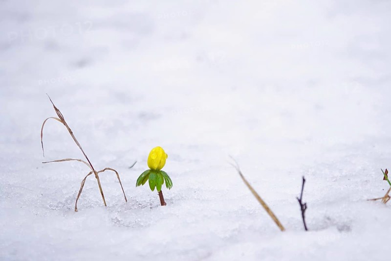 Winter Aconite and snow, winter, Germany