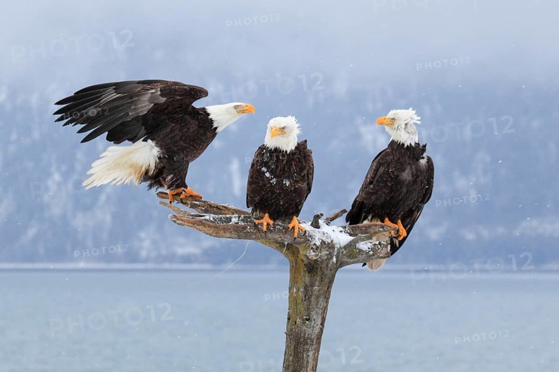 Bald Eagle (Haliaeetus leucocephalus), Bald Eagle, Homer, Kenai Peninsula, Alaska, USA
