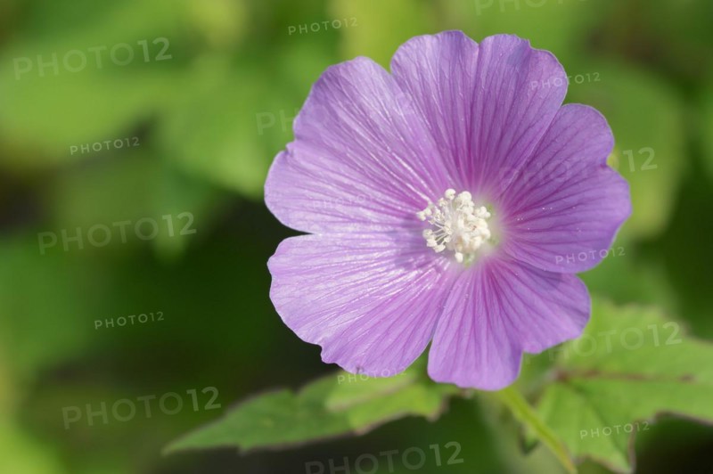 Crested summer mallow (Anoda cristata), flower, ornamental plant, North Rhine-Westphalia, Germany