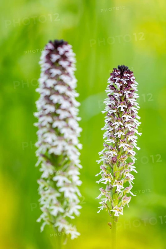 Burnet orchid (Neotinea ustulata), orchid family (Orchidaceae), Ihringen, Kaiserstuhl, Baden-Württemberg, Germany