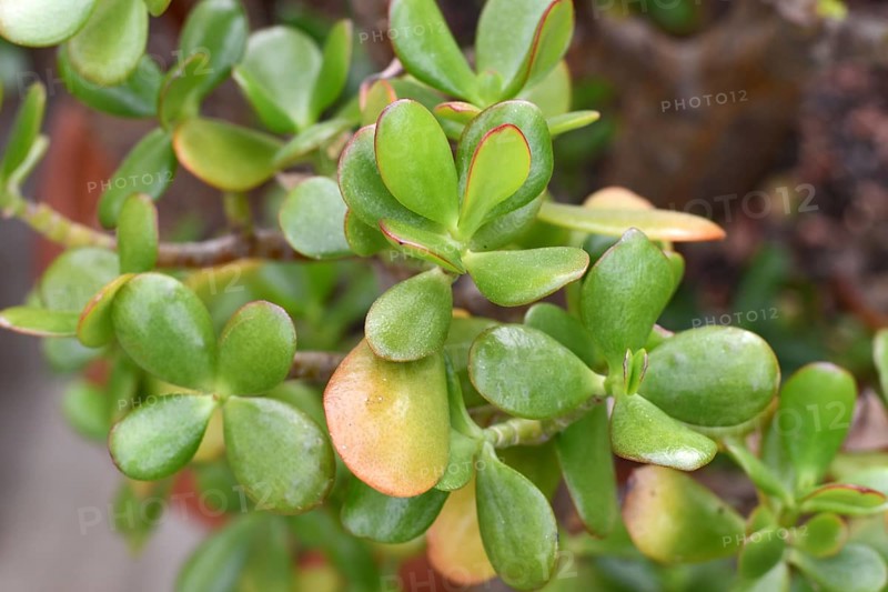 Close up of thick leaves of 'Crassula Ovata' Jade plant