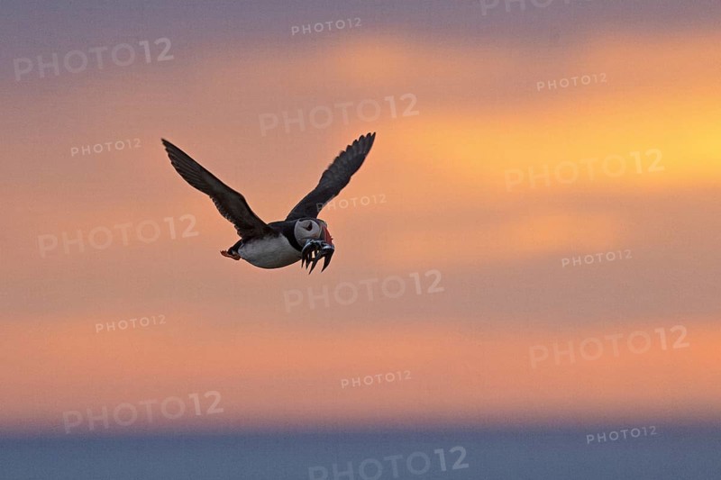 Atlantic Puffin (Fratercula arctica) flying with sandeels in beak, Scotland, United Kingdom