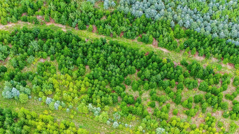 Christmas tree plantation in summer. Christmas trees grow in a coniferous forest for the coming season. Drone photo. Östringen, Baden-Württemberg, Germany