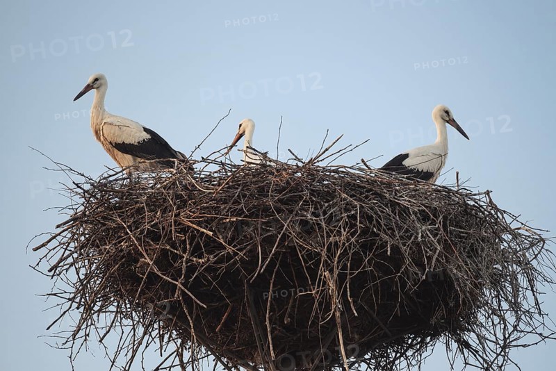 Three storks in the nest