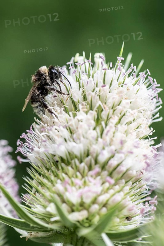 Shrill carder bee (Bombus sylvarum) on teasel (Dipsacus sylvestris), Emsland, Lower Saxony, Germany