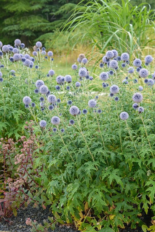 Banat globe thistle (Echinops bannaticus 'Taplow Blue'), Osnabrück University of Applied Sciences, Federal Republic of Germany
