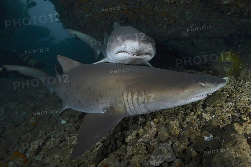 Sand tiger shark (Carcharias taurus)