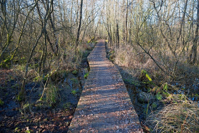 Path through swamp forest, De Alde Feanen National Park, the old fen, Earnewald, Eernewoude, Friesland, Fryslân, Netherlands